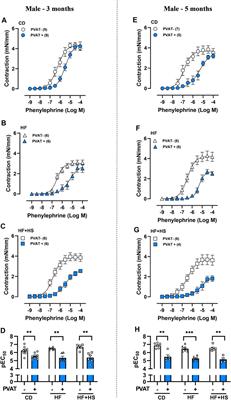 Effects of High-Fat and High-Fat/High-Sucrose Diet-Induced Obesity on PVAT Modulation of Vascular Function in Male and Female Mice 